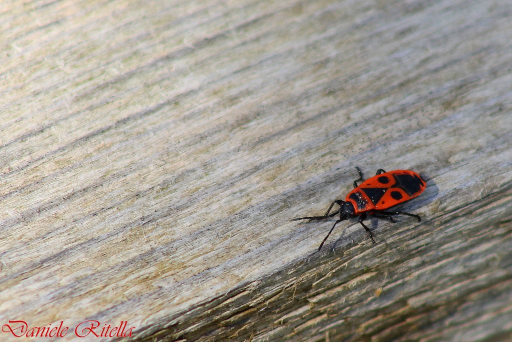 Pyrrhocoridae: Pyrrhocoris apterus della Campania (CA)